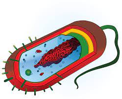 Cytoplasm Definition Function Structure And Location Science Cells Microbiology Teaching Biology