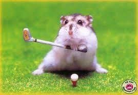 Grappige Dieren Grappigedieren On Twitter Funny Hamsters Cute Hamsters Silly Animals