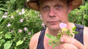 Multiflora Rose Field ID
