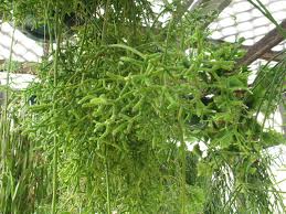 However, there are many aquatic species of algae, including seaweeds, that are epiphytes on other aquatic plants. Entretien Des Plantes Epiphytes Orchidees Tillandsias Bromeliacees