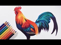 I love drawing and pencilcolor. How To Draw A Colorful Bird Rooster Faber Castell Polychromos Pencils Faber Castell Drawing Colored Pencil Techniques Colored Pencil Artwork