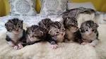 American Shorthair Cat Breeders Near Me Selling Kittens