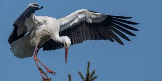 Check spelling or type a new query. Les Cigognes Blanches N Ont Jamais Ete Aussi Nombreuses En Alsace