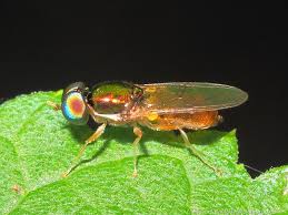 Image result for Microcharis