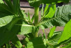 Image result for Guizotia