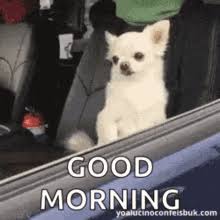 Good morning gifs for her. Good Morning Funny Gifs Tenor