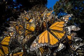 Monarch Butterflies Swarm A Tree In Sierra Chincua Mexico Monarch Butterfly Monarch Butterfly Migration