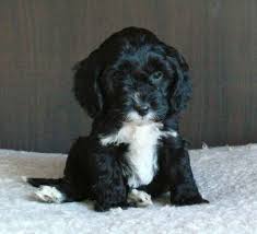 Pin By Candy Lovelace On Miscellaneous Cute Dog Mixes Cute Animals Spoodle