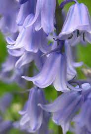 Pin On Gardening