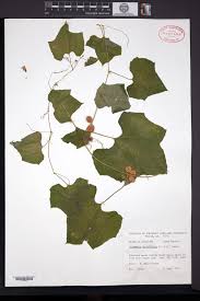 Image result for Cayaponia