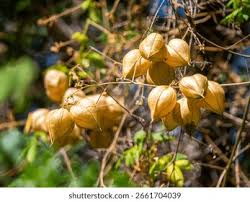 Image result for Cardiospermum corindum