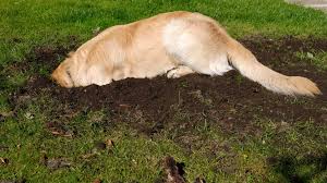 Enriching your pet's environment with additional dog toys will also provide your pet with vital stimulation when they're alone. How To Stop Your Dog From Digging Woofin It Dog Walking