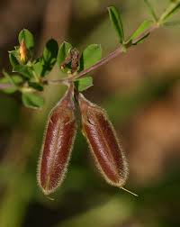 Image result for Crotalaria caudata