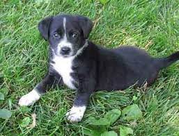 All About The Border Collie Jack Russell Mix The Border Jack