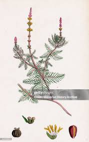 Image result for Myriophyllum spicatum