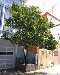 When blooming large colorful flowers mixed in with their shiny green leaves makes them very attractive. Saucer Magnolia Friends Of The Urban Forest