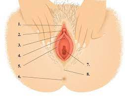 Explore the anatomy systems of the human body! The Woman S Copulatory Organs Anatomy And Function Lecturio