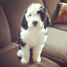 Sheepadoodle Puppy 8 Weeks Old From Country Road Sheepadoodles Sheepadoodle Sheepadoodle Puppy Kittens And Puppies