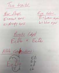 Amoeba sisters alleles and genes worksheet. Genetics The Art Of Science