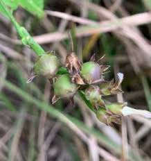 Image result for Convolvulus farinosus