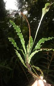 Image result for Elaphoglossum kivuense
