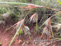 Image result for Themeda