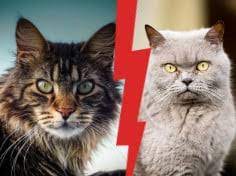 If you see a maine coon with shorter. British Shorthair Vs Maine Coon Your First Cat My British Shorthair