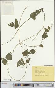 Image result for Helichrysum sulfureofuscum