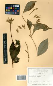 Image result for Sclerochiton vogelii