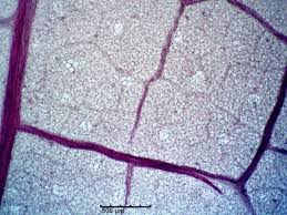 Image result for Coccinia barteri