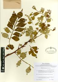 Image result for Harrisonia