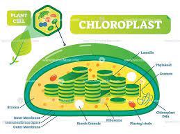 Plant Chloroplast Chemical Biology Vector Illustration Cross Section Diagram Vectormine Biology Lessons Biology Science Projects For Kids