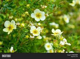 Plant with small white flowers with yellow center. Soft Macro Focus Image Photo Free Trial Bigstock