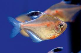 Maybe you would like to learn more about one of these? Lesser Bleeding Heart Tetra Hyphessobrycon Socolofi Practical Fishkeeping