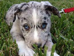 Hanging Tree Cow Dog Cow Dogs Herding Dogs Beautiful Dogs