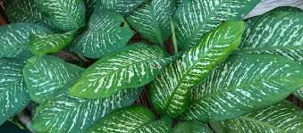 Image result for dieffenbachia flower