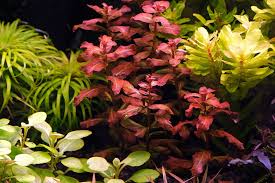 Image result for Ludwigia