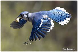 White Bird With Blue Feet 20101102 0356 Blue Jay Colorful Birds Blue Jay Bird Blue Jay