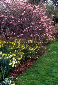 Check spelling or type a new query. Early Spring 3 29 Currently Blooming Started Crocus 3 Weeks Ago Last Week Forsythi Magnolia Tree Landscaping Flower Stock Photography Jane Magnolia Tree