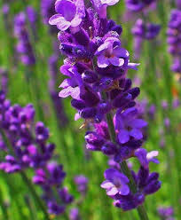 Pin On Mis Flores Favoritas
