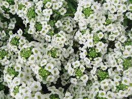 Winter season flowers name list in india. Top 10 Winter Flowers In India 9 Is My Favourite Oct To Nov Sowing