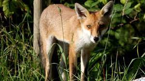 Breaking news, latest news and current news from foxnews.com. Fox Found With Impressive Shoe Collection In Berlin Bbc News