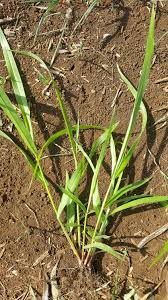 Image result for Urochloa bovonei