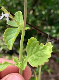 Image result for Aeollanthus rehmannii