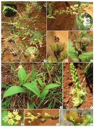 Image result for Croton triqueter