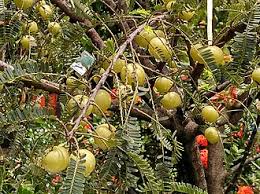 Image result for Phyllanthus manicaensis