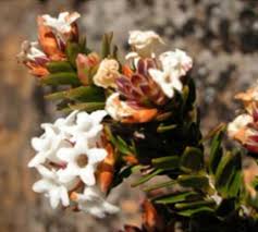 Image result for Cliffortia serpyllifolia
