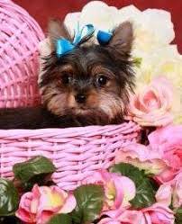 You can find bichon yorkie puppies priced from $120 usd to $6500 usd with one of our credible most training should be conducted as early as possible (there is a grain of truth in the old maxim 'an old dog can't learn new tricks'). Newborn Yorkies Yorkshire Terrier Information Center