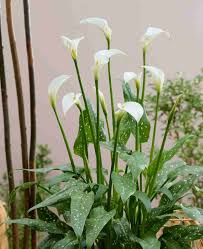 Image result for Zantedeschia