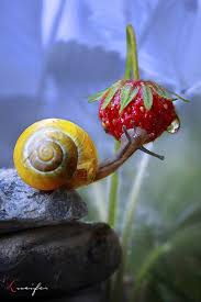 Epingle Sur Escargot